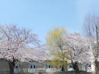 桜と柳.jpg
