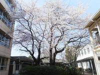 食堂前の桜の大木.jpg