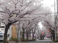 駅前の桜並木.jpg