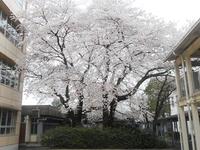 桜の大木満開.jpg