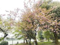 八重桜.jpg