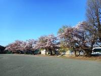 校庭の桜.JPG