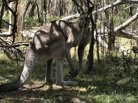 ターム留学2018－森で出会った野生のカンガルー.jpg