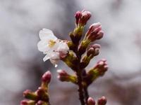 花の様子