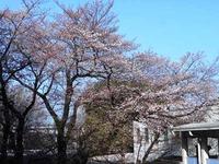 今日の明法の桜