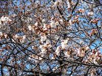 今日の明法の桜