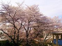 桜の様子