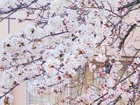 桜の様子