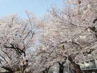 外濠沿いの桜