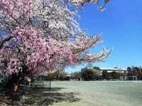 校庭の桜