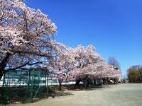 校庭の桜